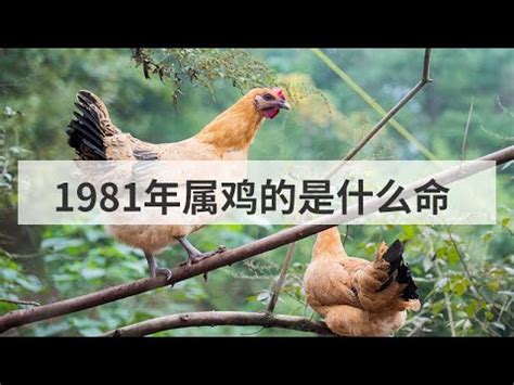 1981 屬|1981年屬雞的是什么命五行 早年艱辛晚年富貴